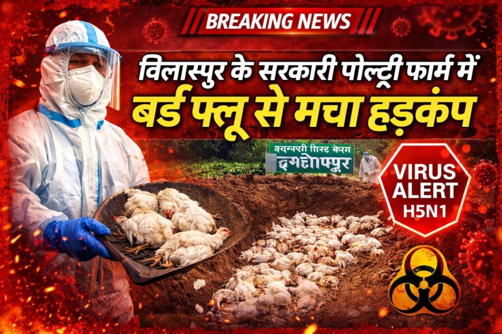 बिलासपुर के सरकारी पोल्ट्री फार्म में बर्ड फ्लू से मचा हड़कंप