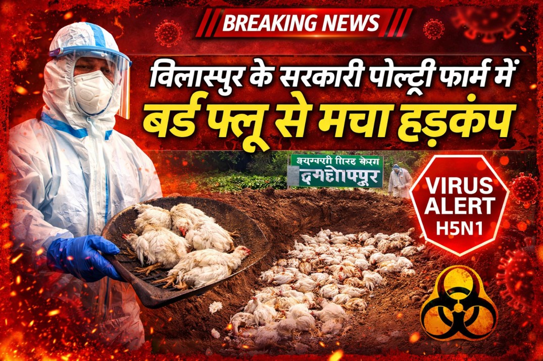 बिलासपुर के सरकारी पोल्ट्री फार्म में बर्ड फ्लू से मचा हड़कंप